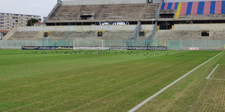 Taranto, Iacovone: manto erboso tra colombi e risemina