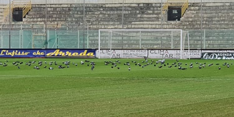 Taranto, Iacovone: manto erboso tra colombi e risemina