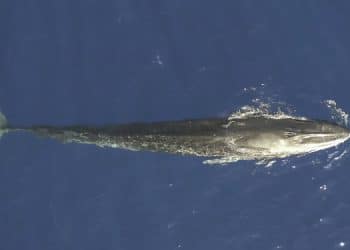 LA JDC avvista una Balenottera comune nel Golfo di Taranto