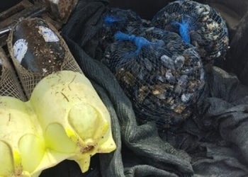 Colti sul fatto mentre raccoglievano cozze in acque inquinate: due denunciati a Taranto