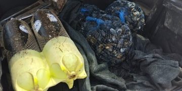 Colti sul fatto mentre raccoglievano cozze in acque inquinate: due denunciati a Taranto