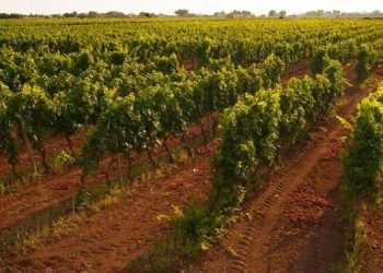 Il Consorzio di Tutela del Primitivo di Manduria, capofila nella difesa del territorio contro l’eolico