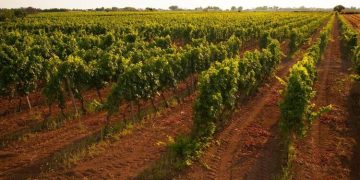 Il Consorzio di Tutela del Primitivo di Manduria, capofila nella difesa del territorio contro l’eolico