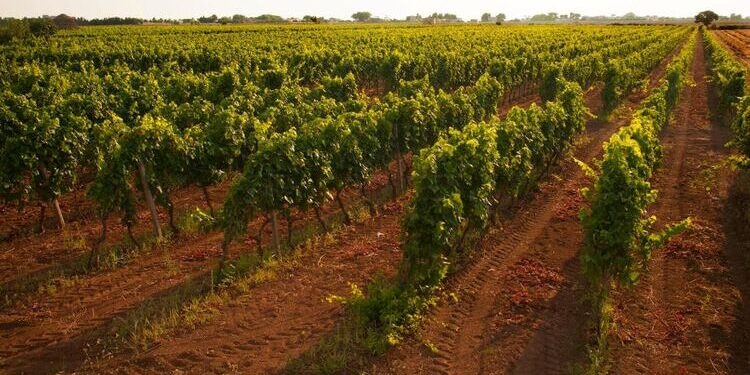 Il Consorzio di Tutela del Primitivo di Manduria, capofila nella difesa del territorio contro l’eolico