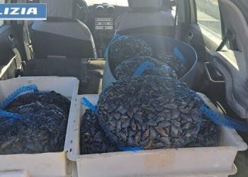 Sorpreso con 150 kg di cozze in auto: 49enne denunciato dalla Polizia di Stato