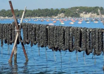 Cozze di Taranto: chiarezza dopo le dichiarazioni di Enzo Magistà