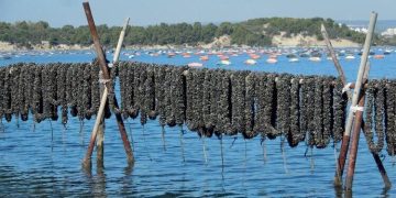 Cozze di Taranto: chiarezza dopo le dichiarazioni di Enzo Magistà