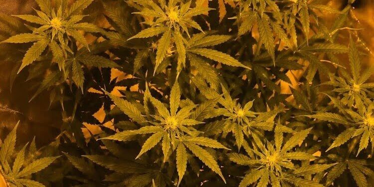 Serra della droga nascosta in casa: arrestato 25enne a Massafra
