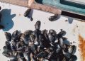Taranto, stretta contro la vendita illegale di cozze e mitili: sequestri e denunce
