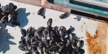 Taranto, stretta contro la vendita illegale di cozze e mitili: sequestri e denunce