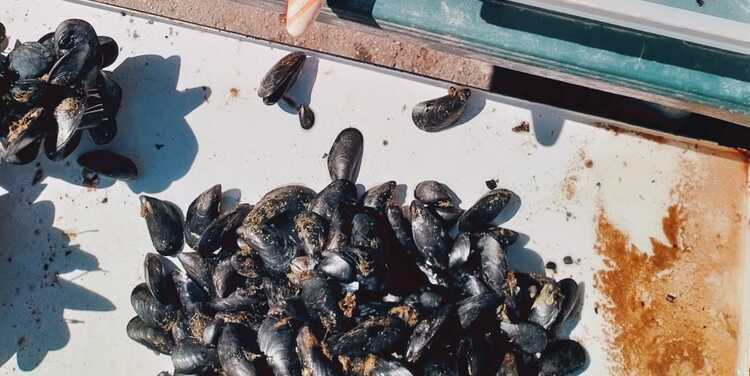 Taranto, stretta contro la vendita illegale di cozze e mitili: sequestri e denunce